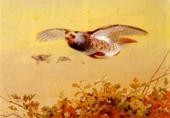 Archibald Thorburn : English Partridge In Flight